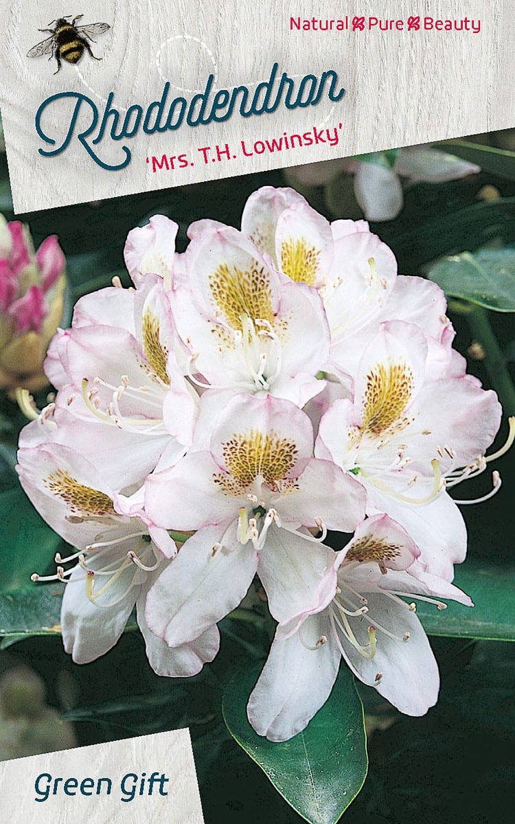 Rhododendron ‘Mrs. T.H. Lowinsky’