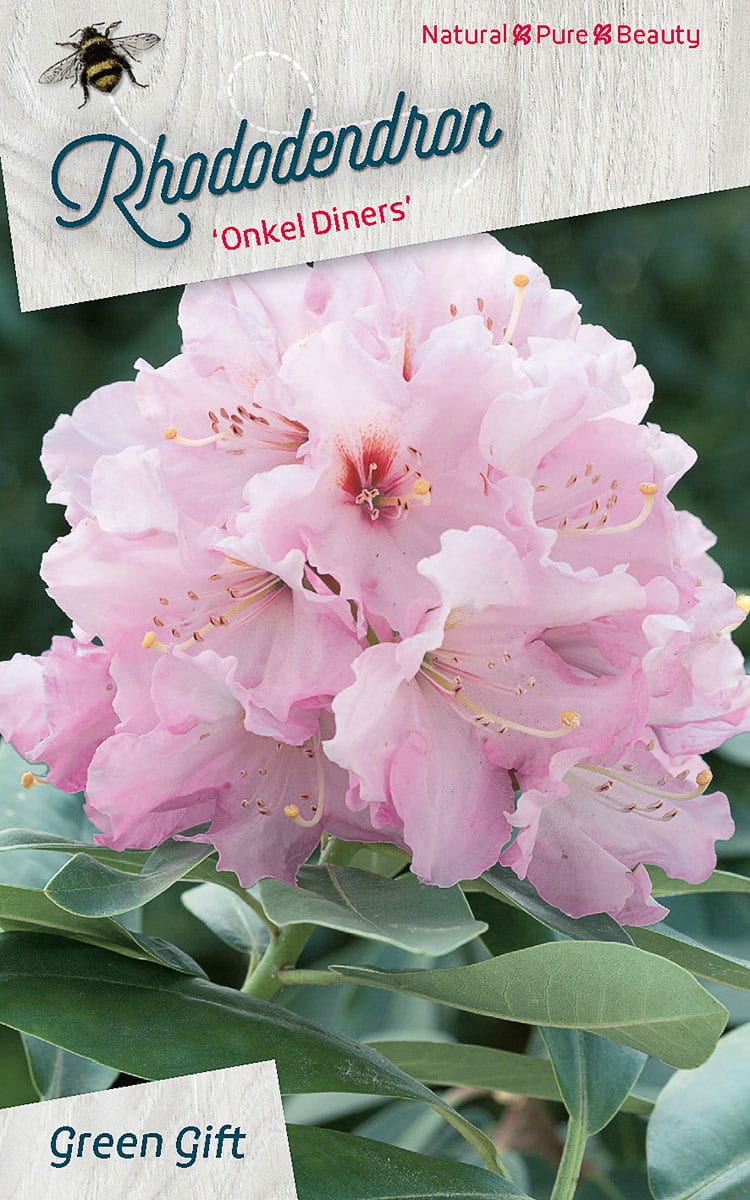 Rhododendron ‘Onkel Diners’