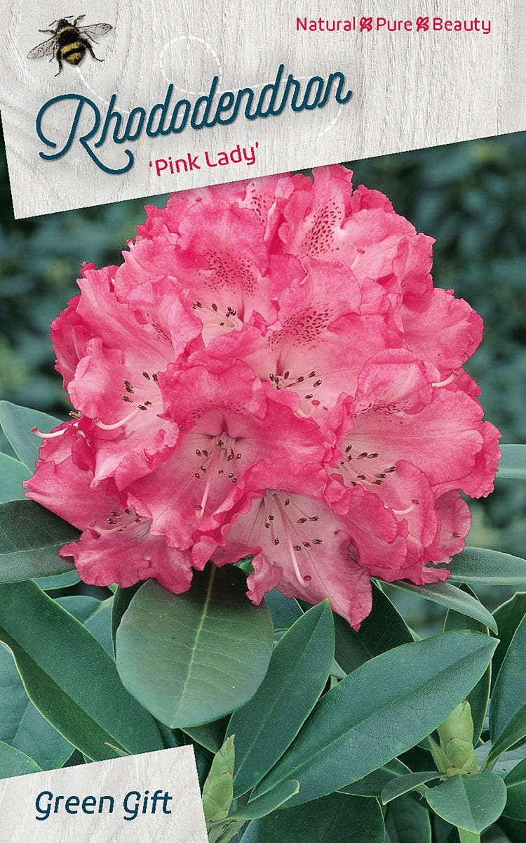 Rhododendron ‘Pink Lady’
