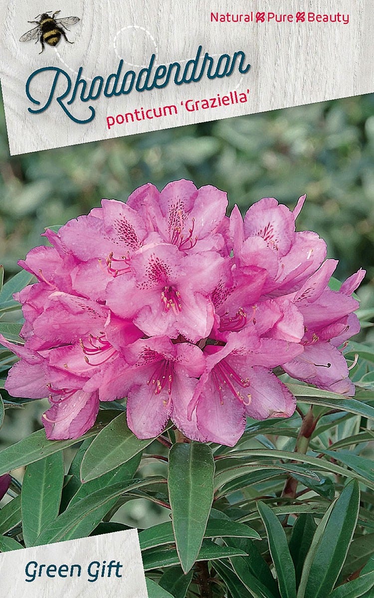 Rhododendron ponticum ‘Graziella’