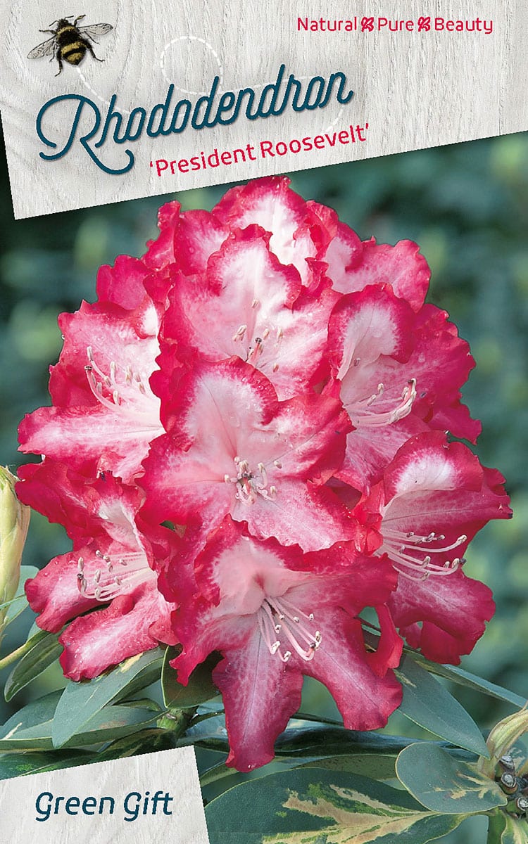 Rhododendron ‘President Roosevelt’