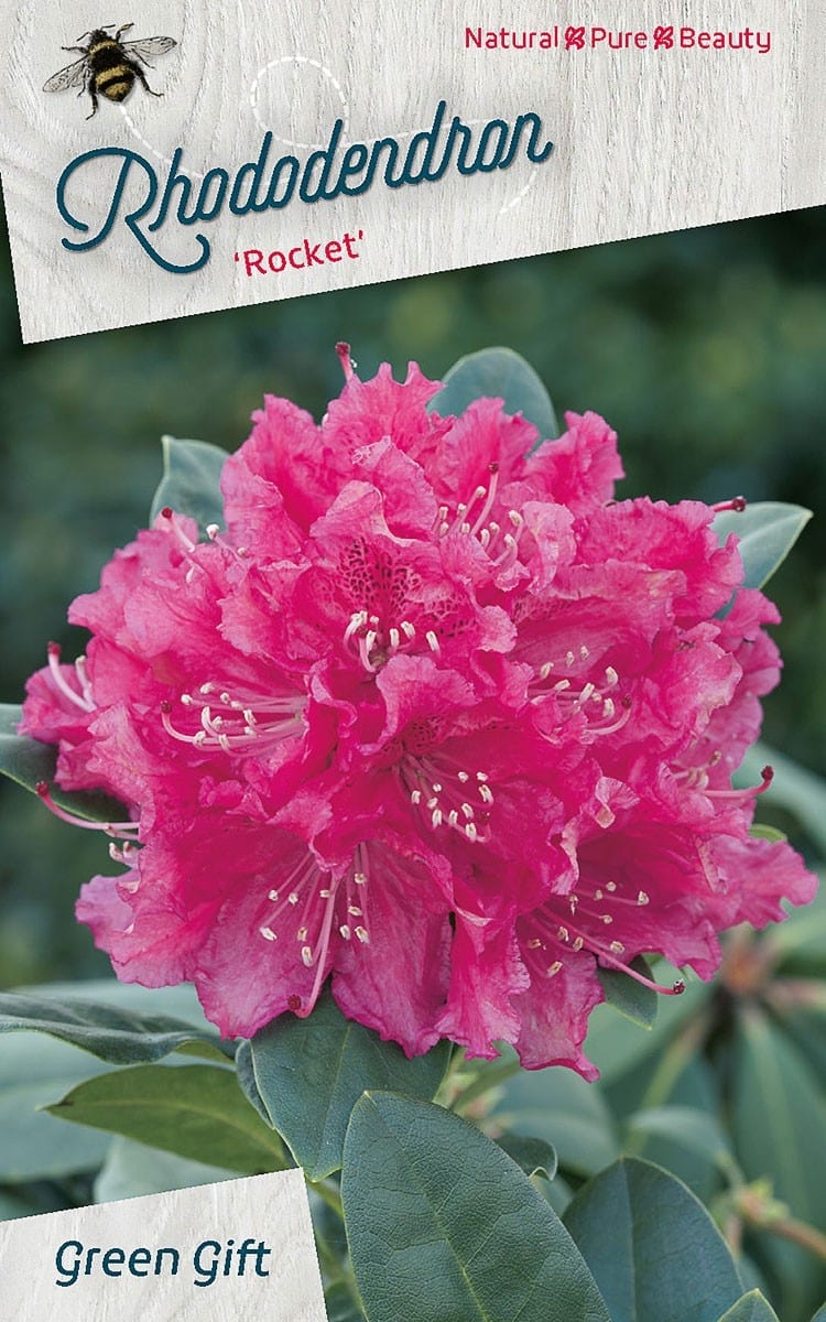 Rhododendron ‘Rocket’