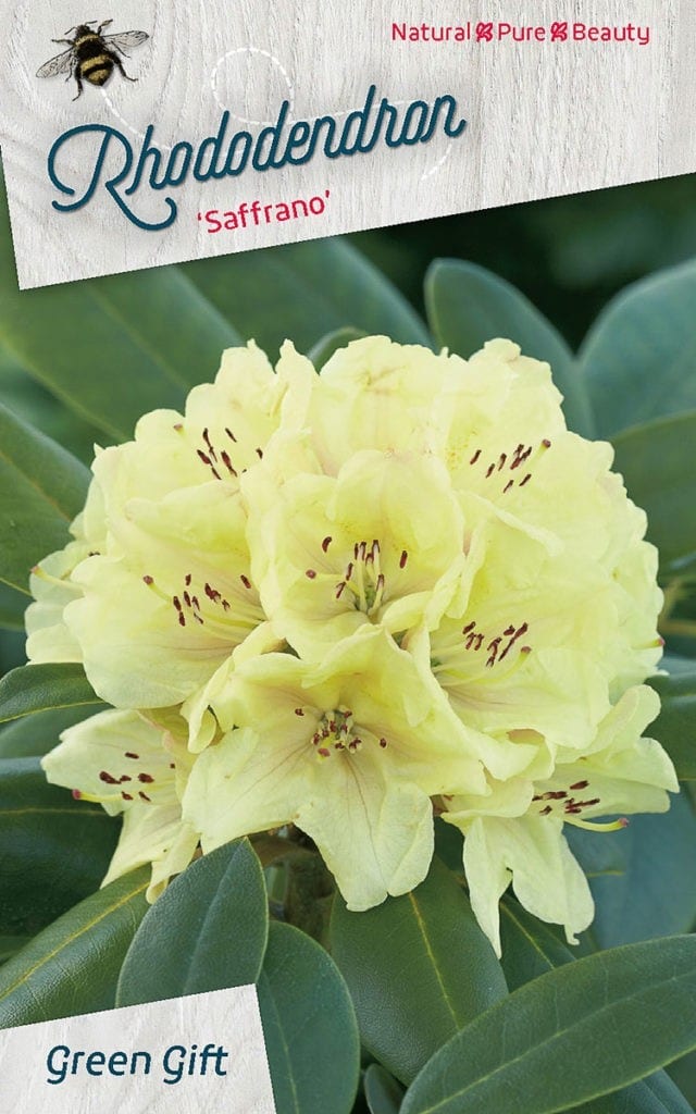 Rhododendron ‘Saffrano’