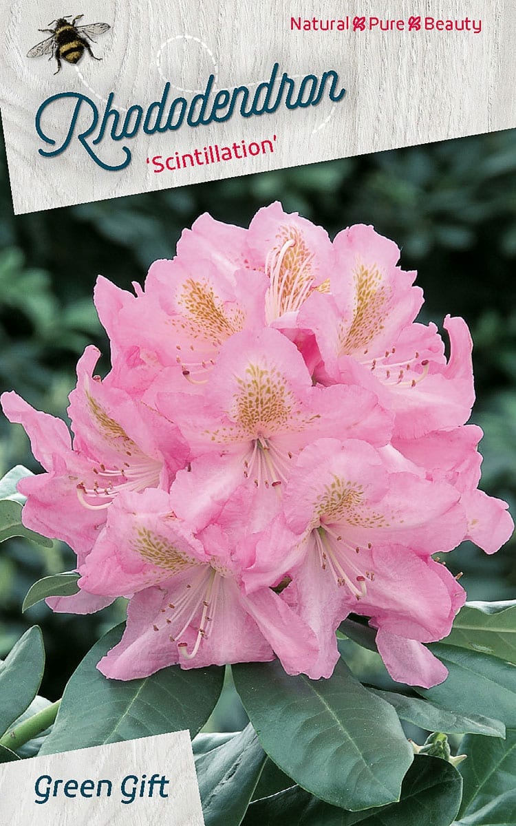 Rhododendron ‘Scintillation’