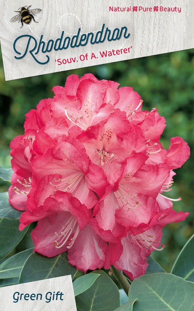 Rhododendron ‘Souv. Of A. Waterer’