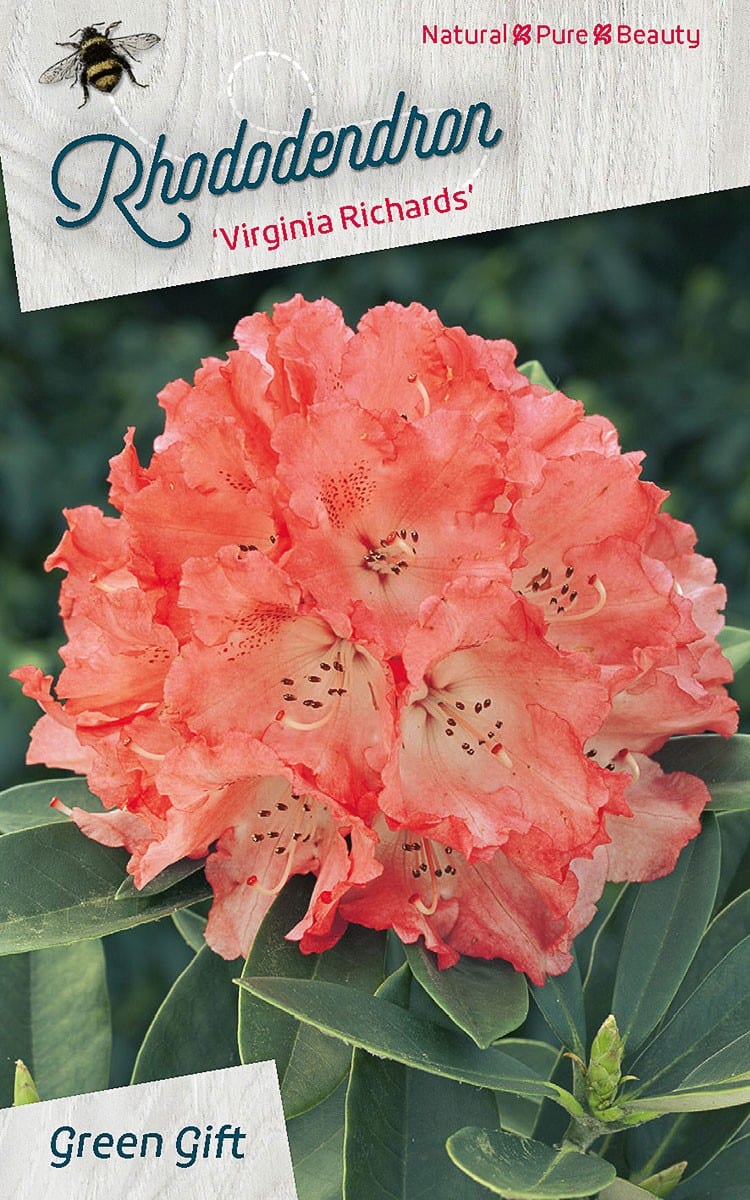 Rhododendron ‘Virginia Richards’