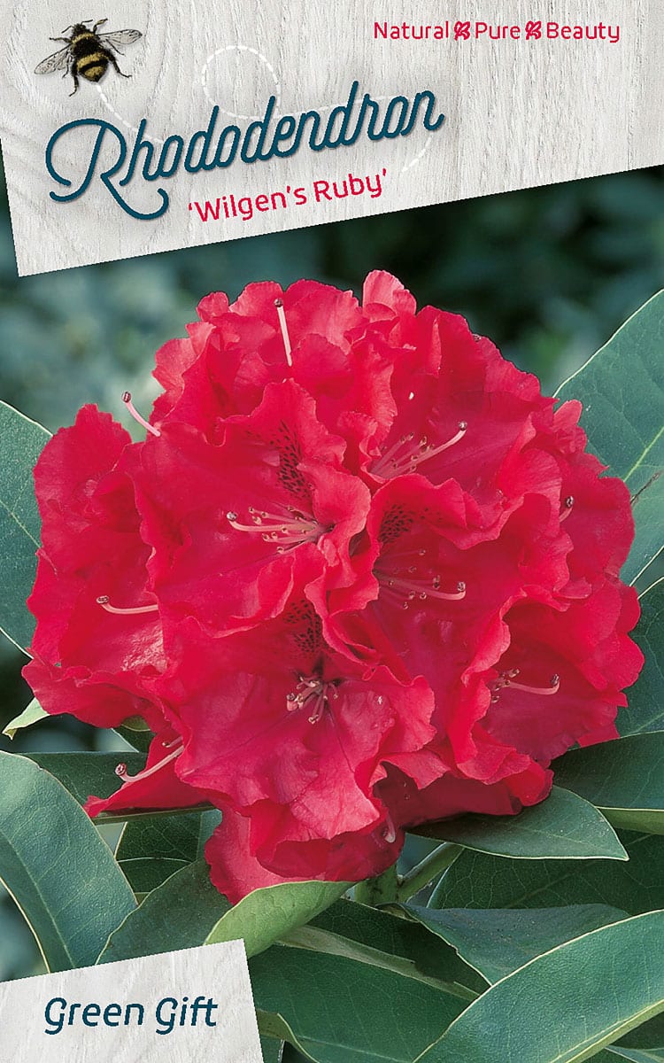Rhododendron ‘Wilgen’s Ruby’