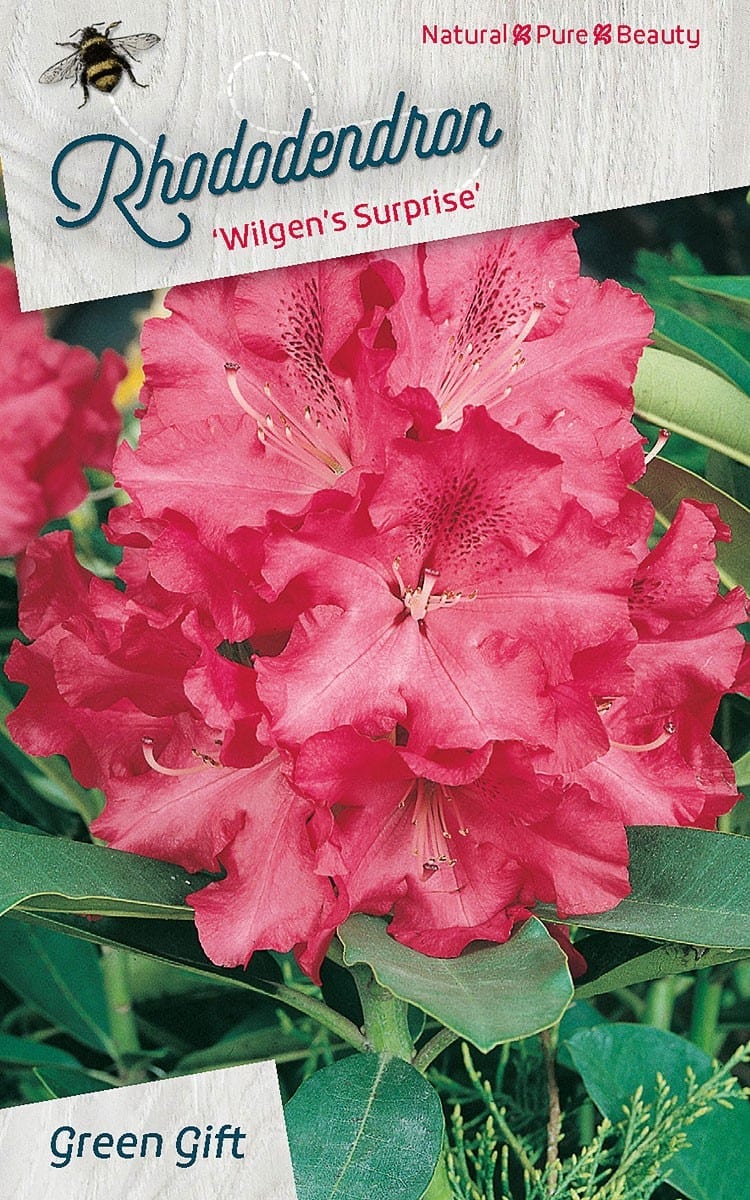 Rhododendron ‘Wilgen’s Surprise’