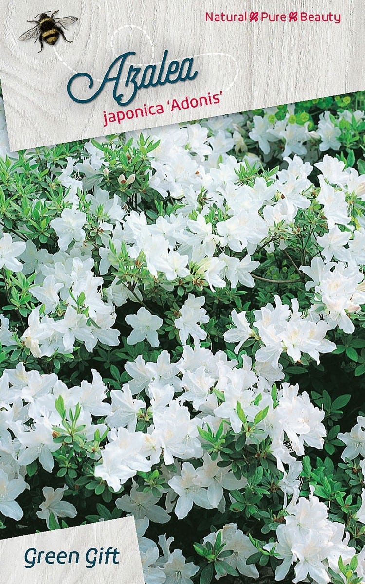Azalea japonica ‘Adonis’