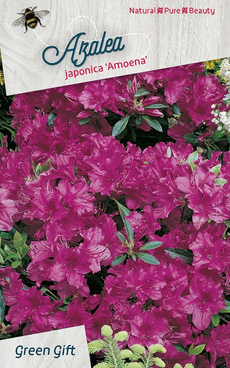 Azalea japonica‘Amoena’