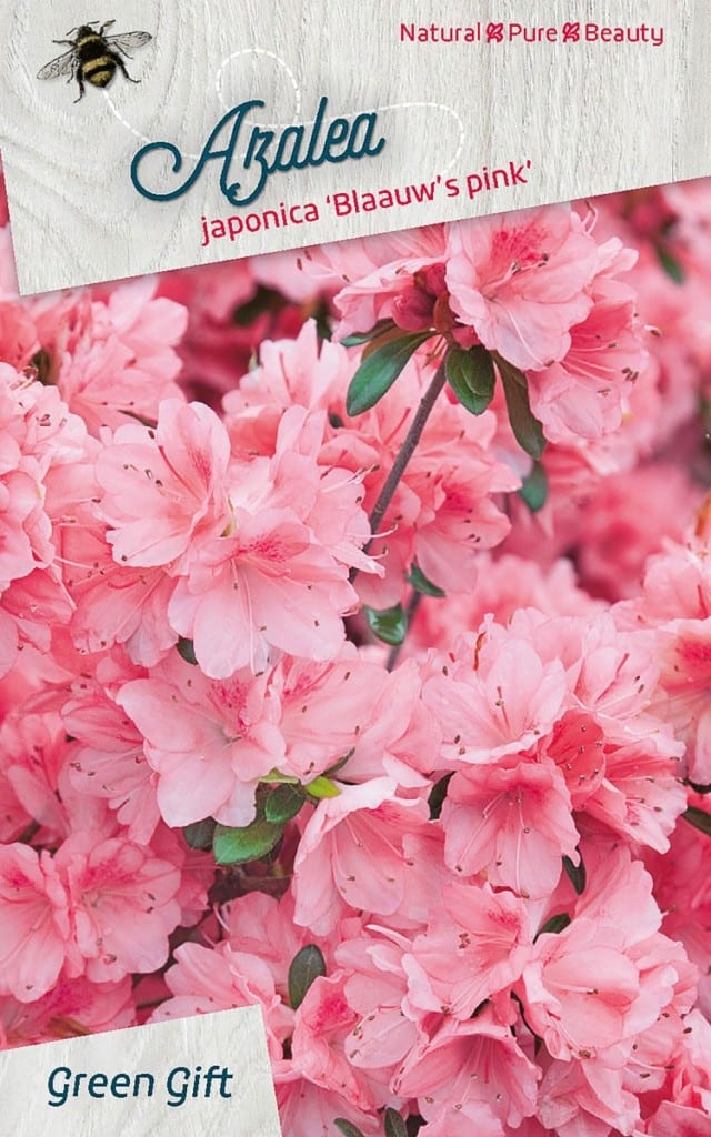 Azalea japonica ‘Blaauw’s pink’