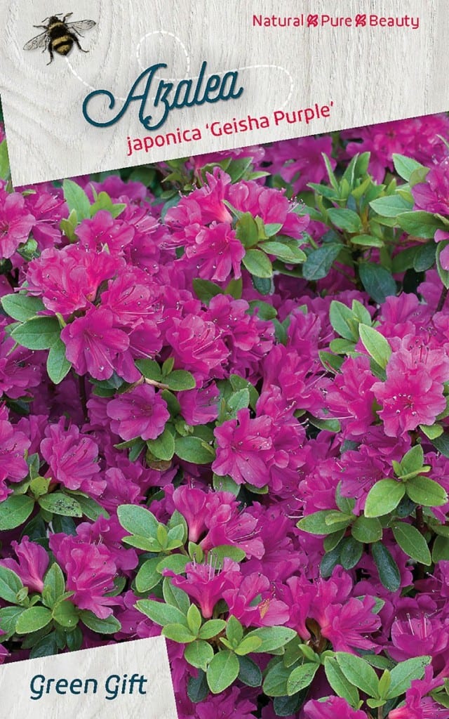 Azalea japonica ‘Geisha Purple’