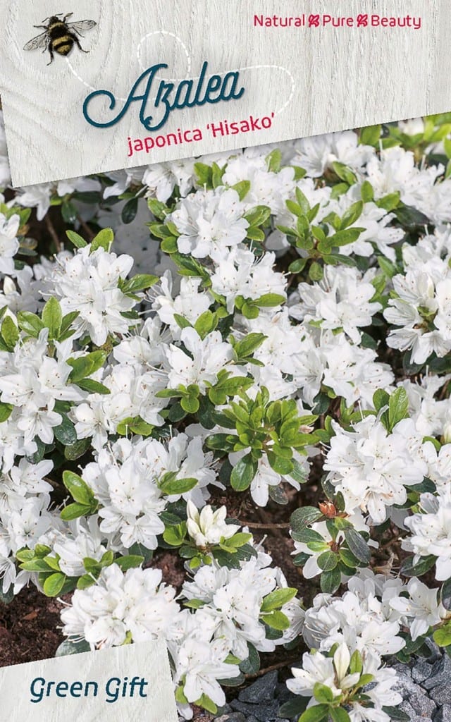 Azalea japonica ‘Hisako’