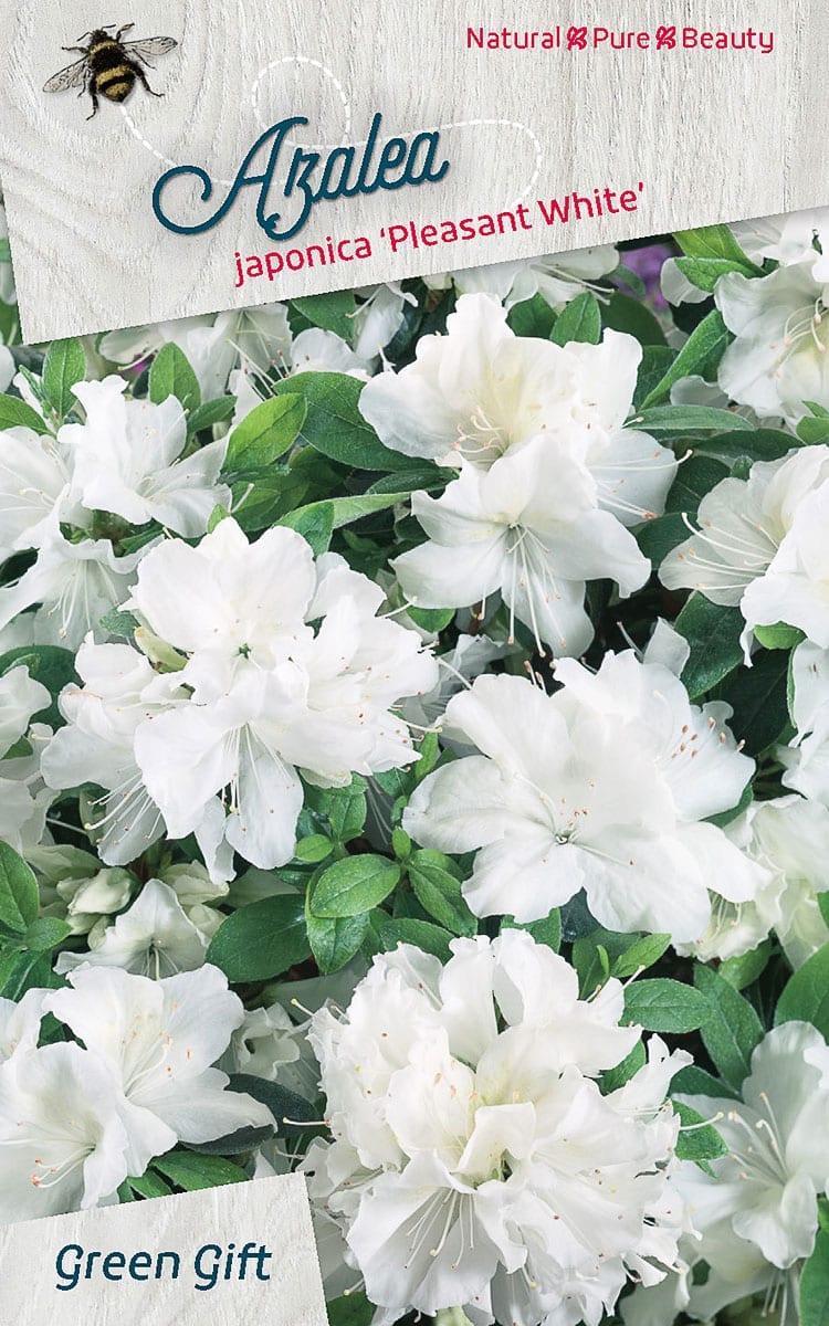 Azalea japonica ‘Pleasant White’