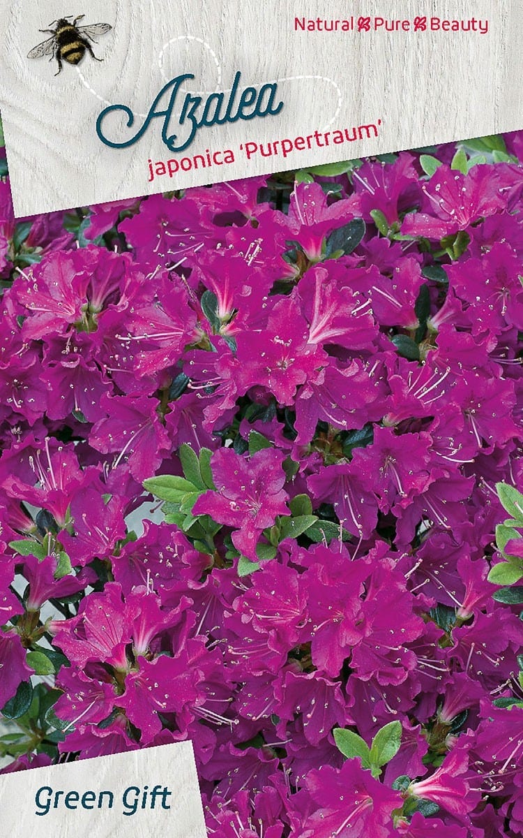 Azalea japonica ‘Purpertraum’