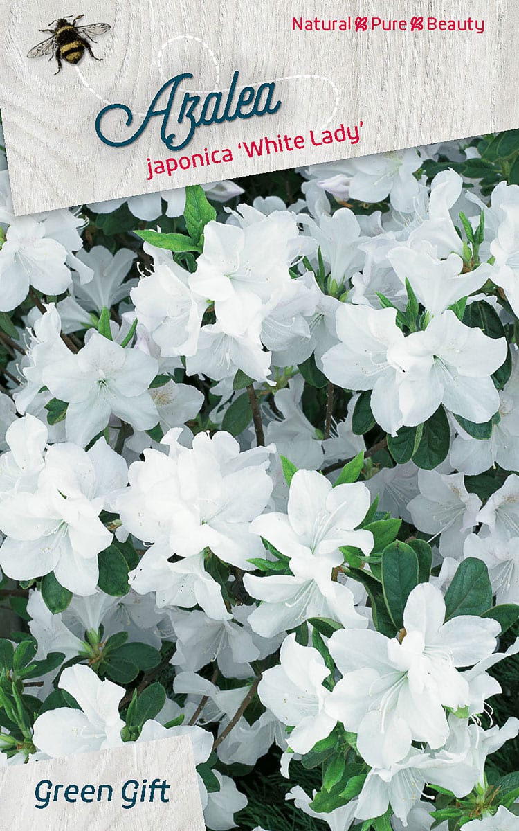 Azalea japonica ‘White Lady’