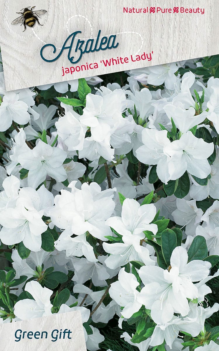 Azalea japonica ‘White Lady’