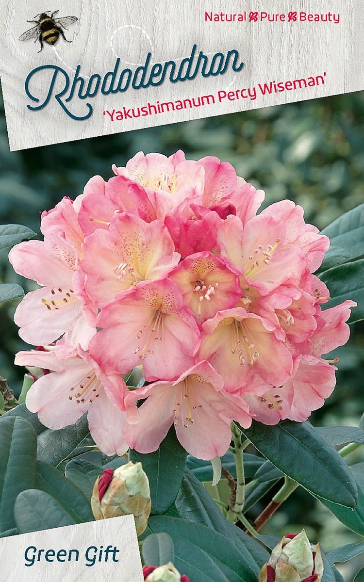 Rhododendron ‘Yakushimanum - Percy - Wiseman’