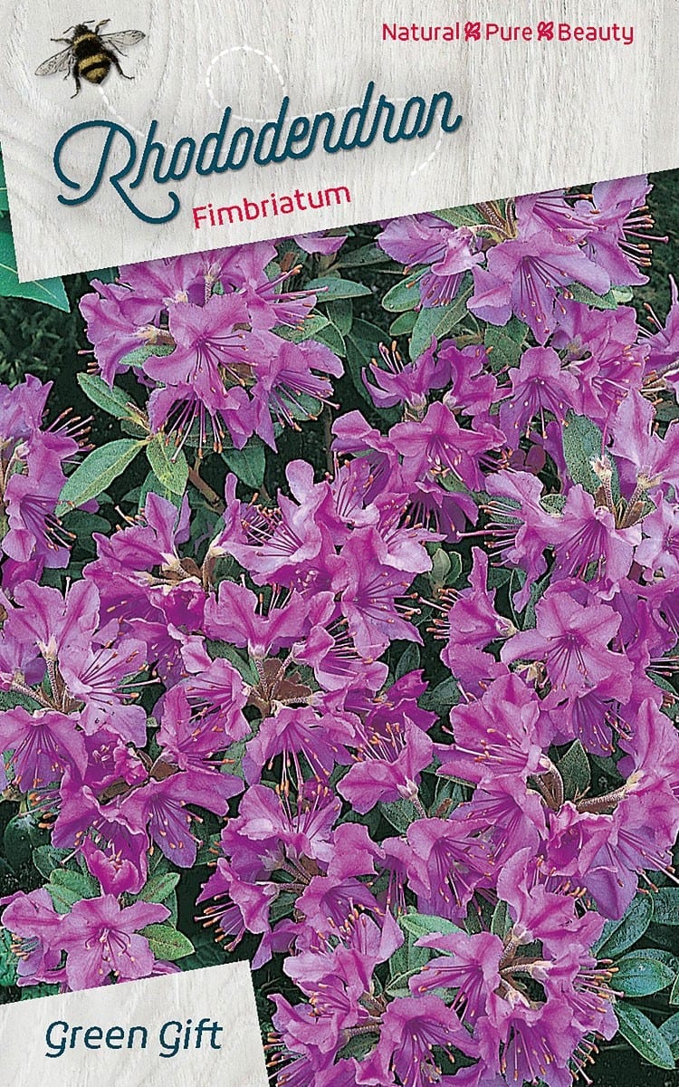 Rhododendron Fimbriatum