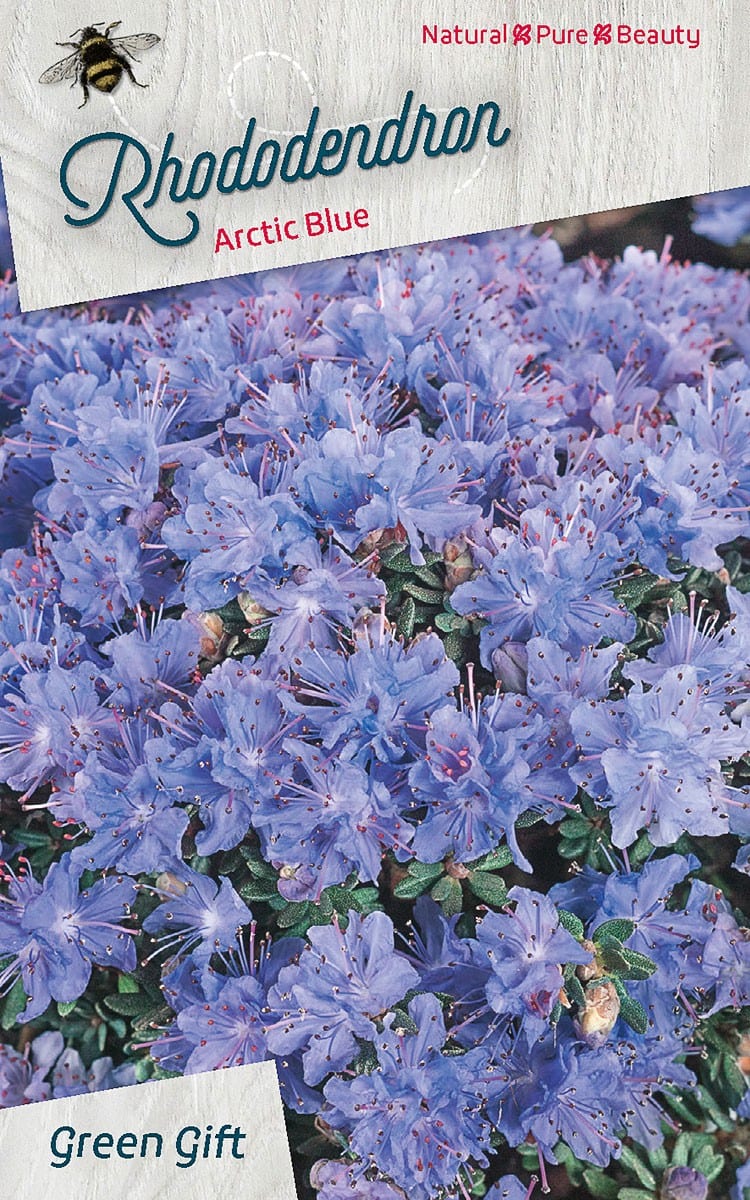 Rhododendron Arctic Blue