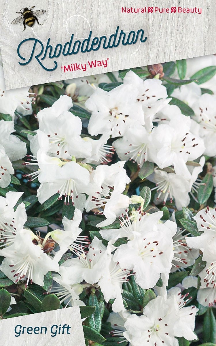 Rhododendron ‘Milky Way’