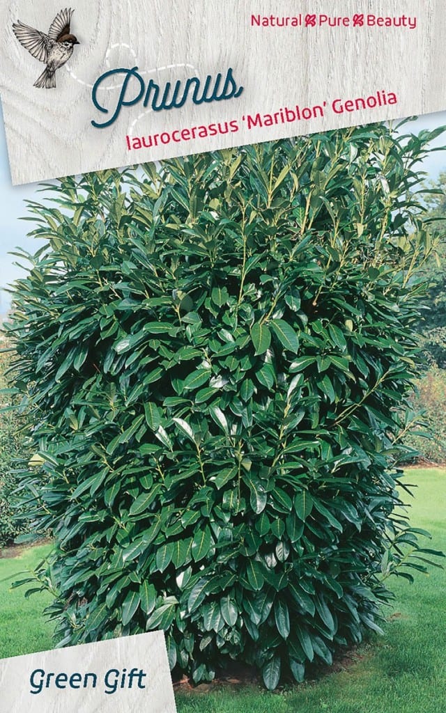 Prunus laurocerasus 'Mariblon' Genolia