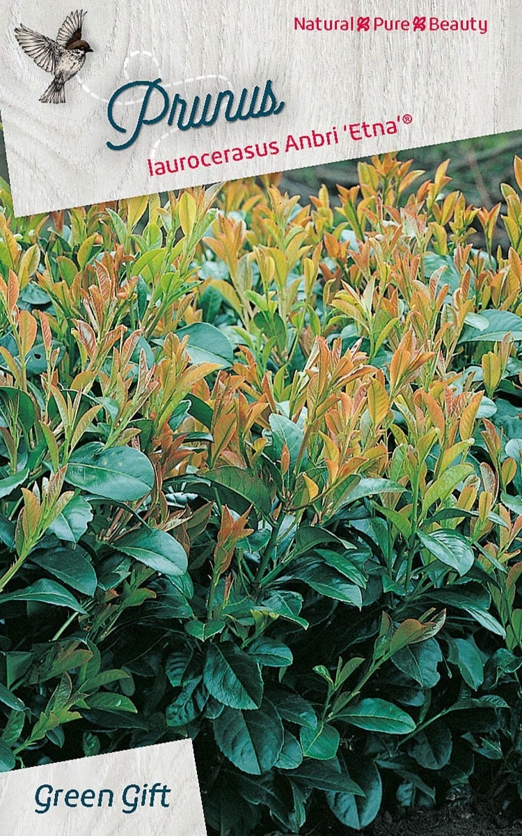 Prunus laurocerasus Etna(R) (‘Anbri’PBR)