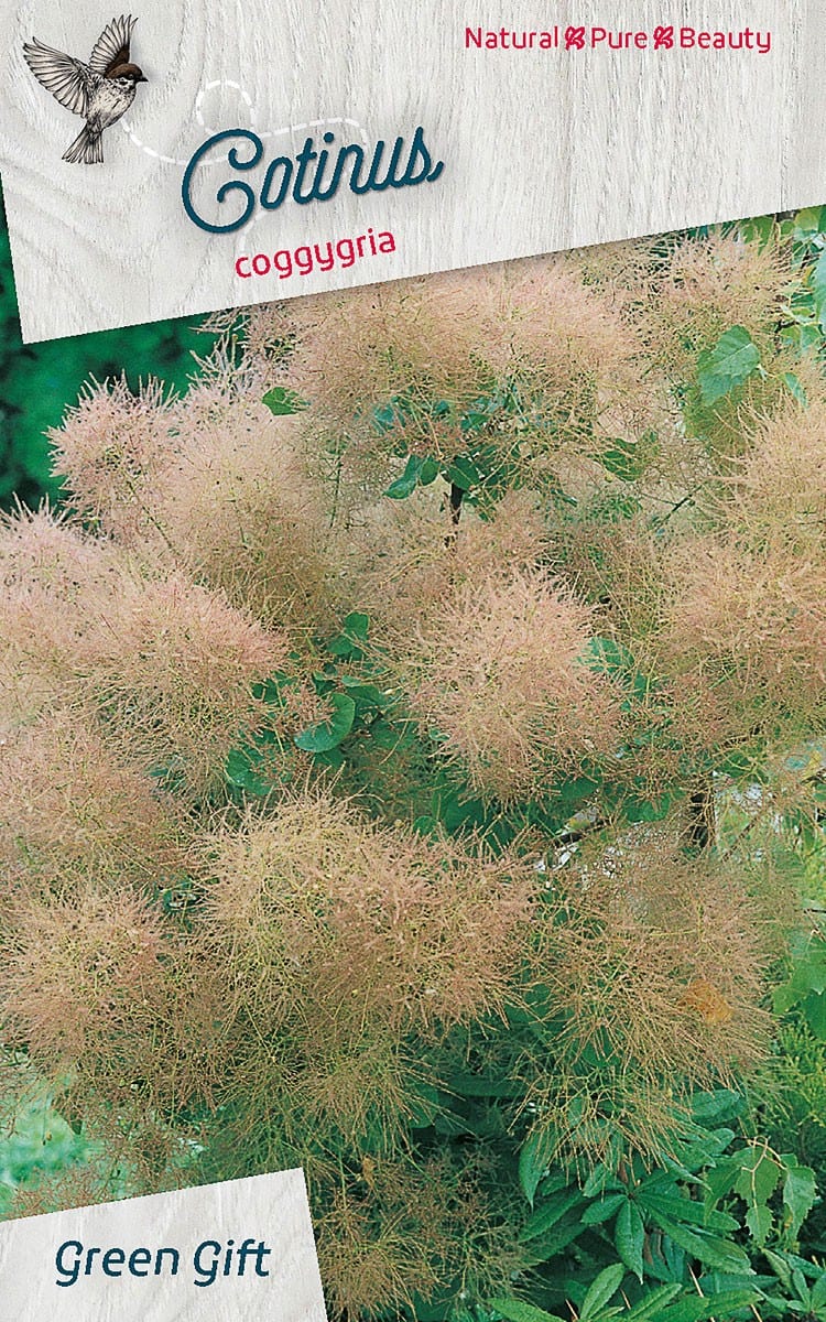Cotinus coggygria
