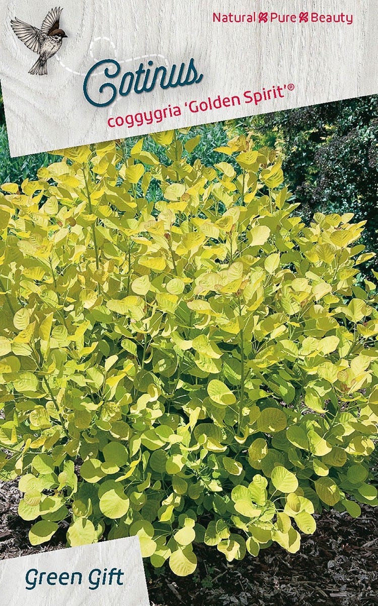 Cotinus coggygria 'Golden Spirit’ (‘Ancot’PBR)