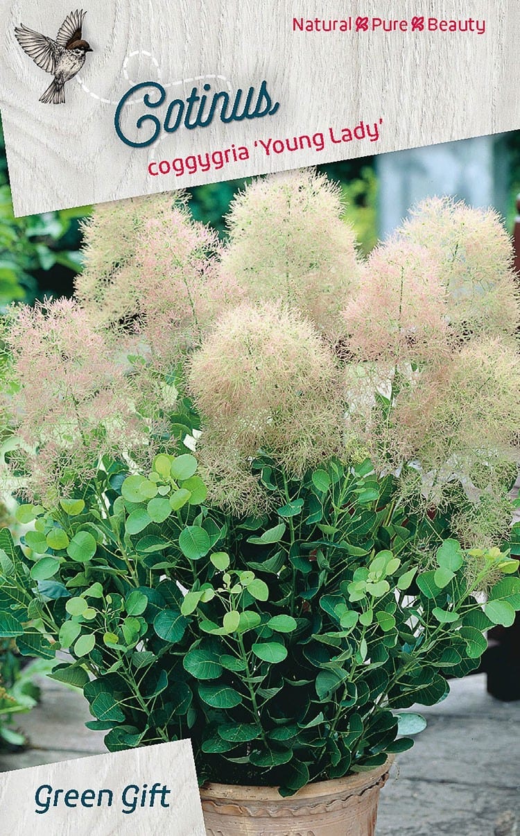 Cotinus coggygria 'Young Lady'PBR