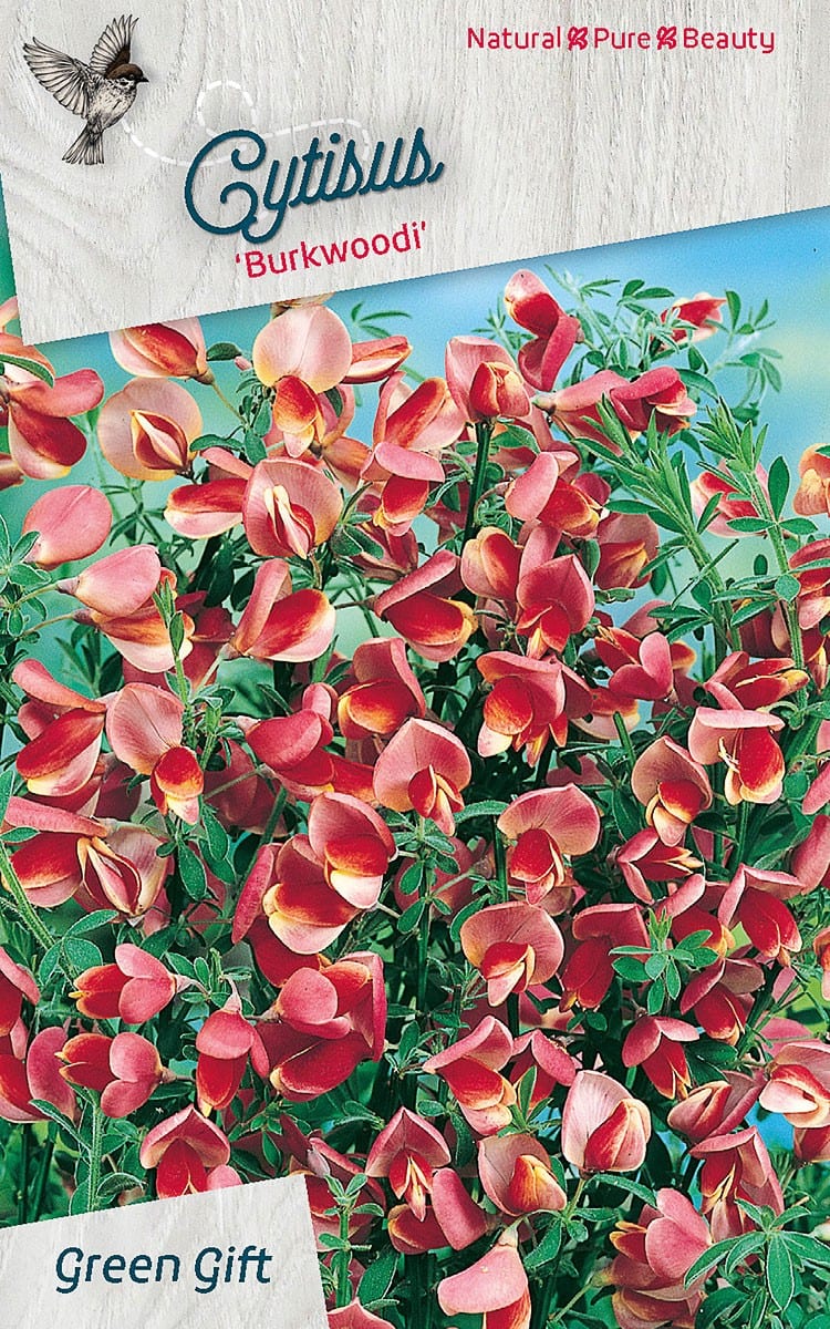 Cytisius 'Burkwoodi'