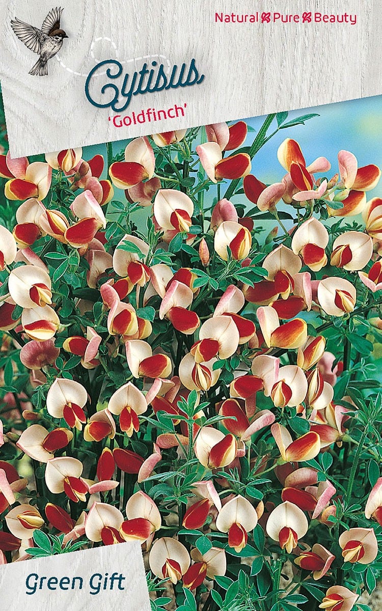 Cytisius 'Goldfinch'