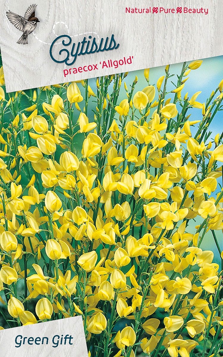 Cytisius praecox 'Allgold'