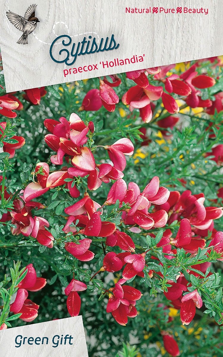 Cytisius praecox 'Hollandia'