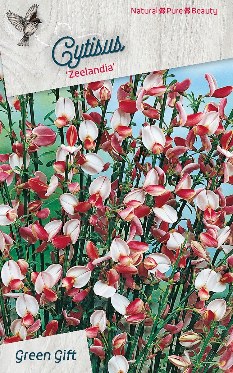 Cytisius 'Zeelandia'