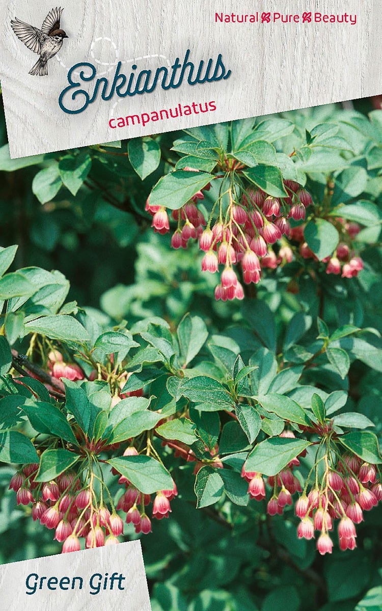 Enkianthus campanulatus