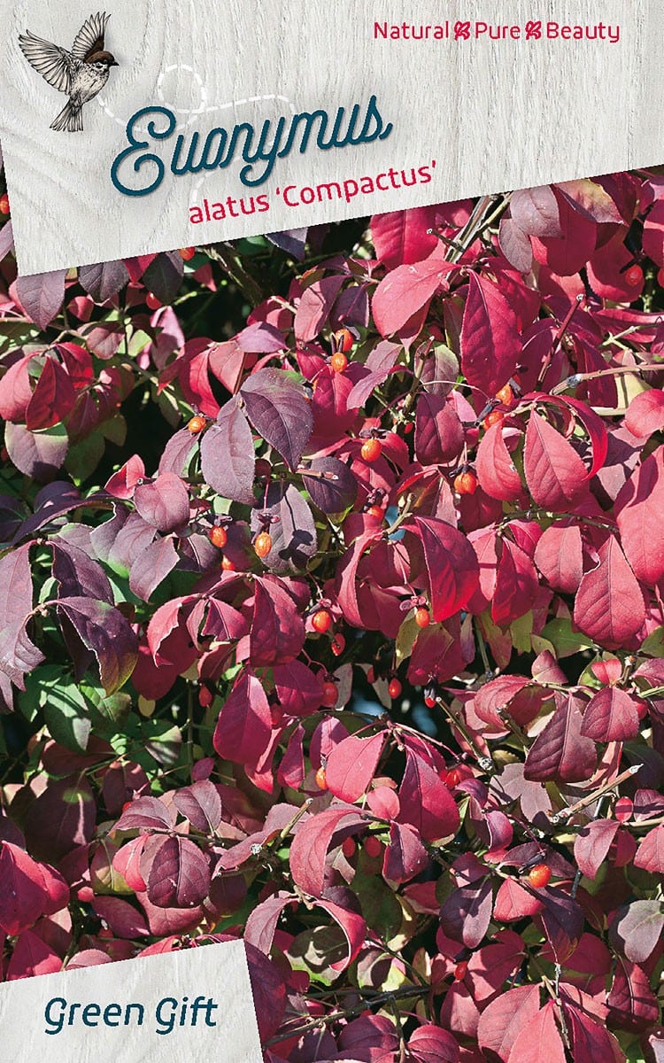 Euonymus alatus 'Compactus'