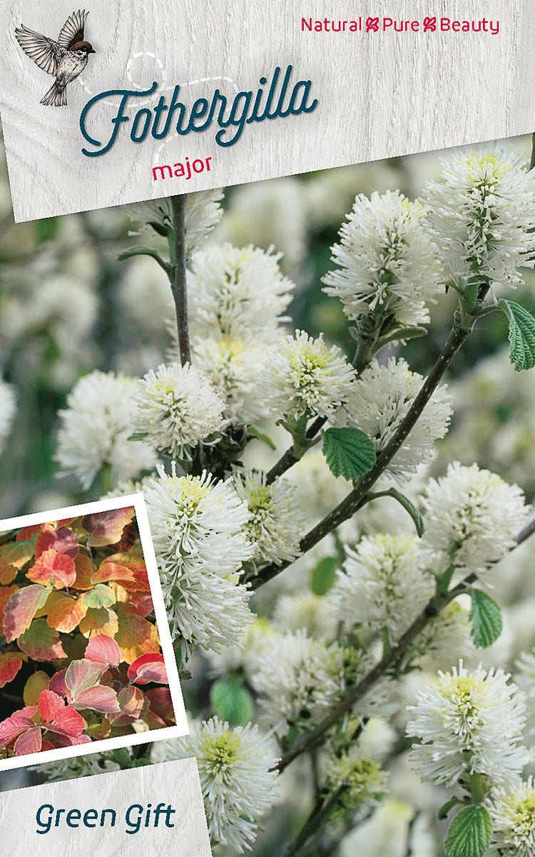 Fothergilla major