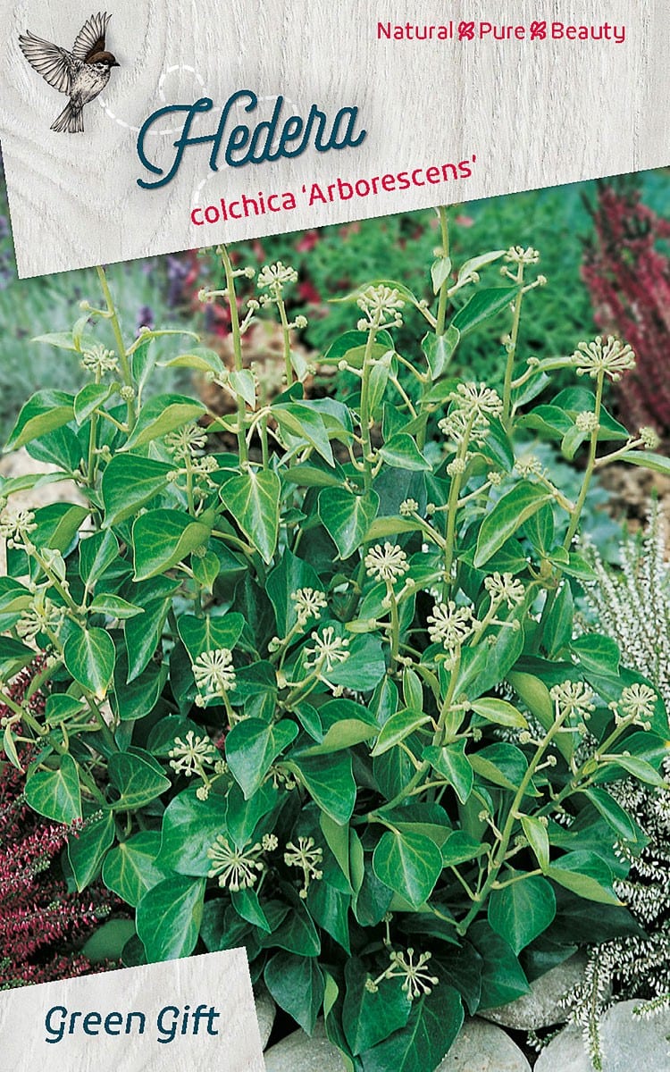 Hedera colchica 'Arborescens'