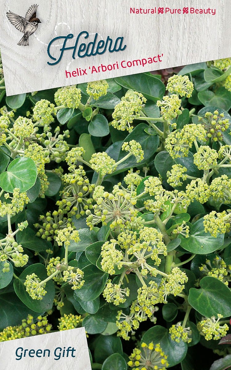Hedera helix 'Arbori Compact'