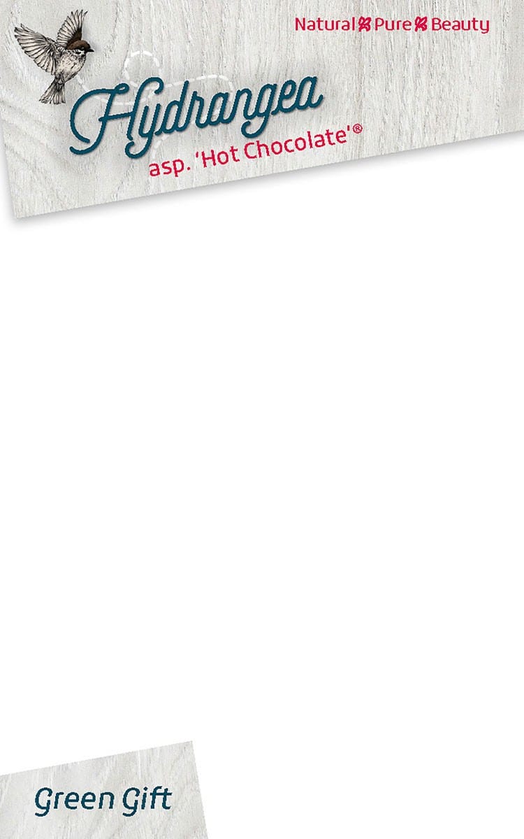 Hydrangea asp. 'Hot Chocolate'®
