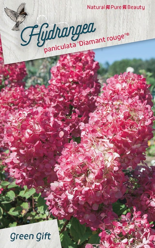 Hydrangea paniculata 'Diamant rouge® (’Rendia’PBR)