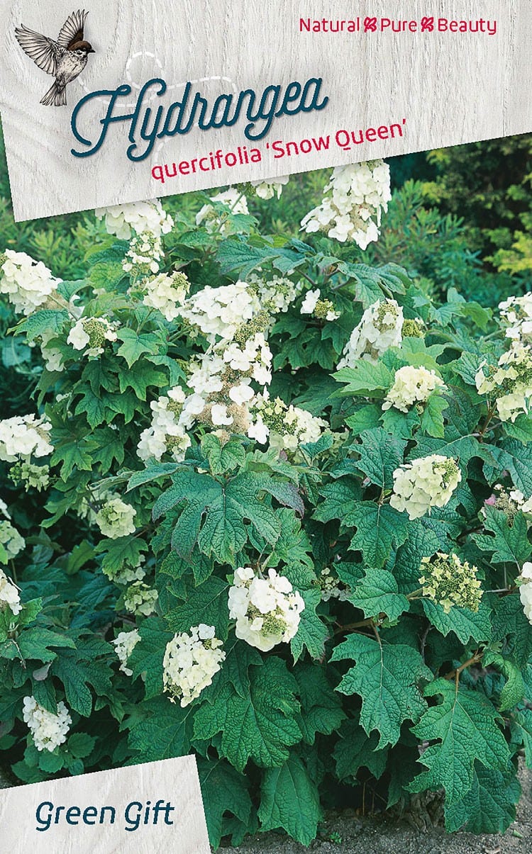 Hydrangea quercifolia 'Snow Queen'