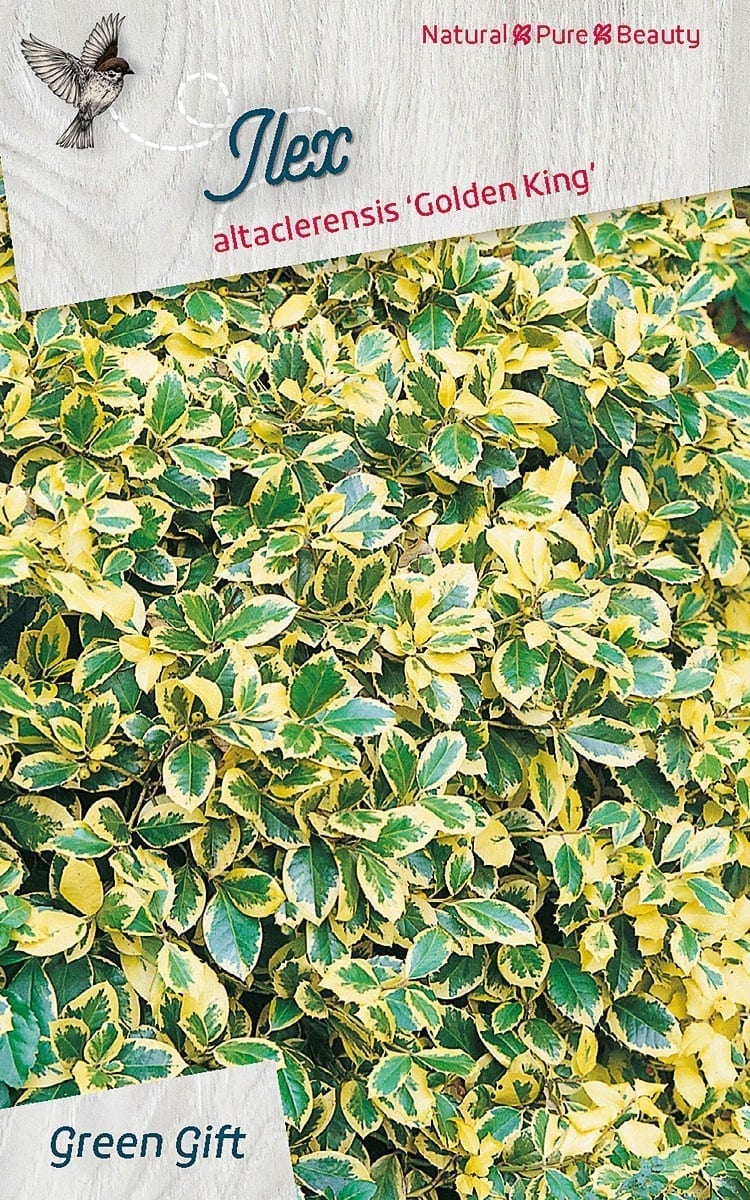 Ilex altaclerensis 'Golden King'