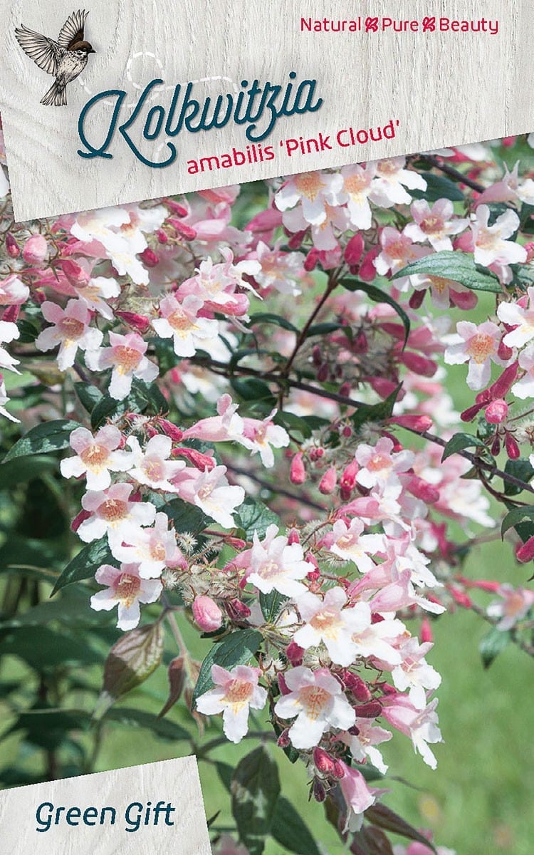 Kolkwitzia amabilis 'Pink Cloud'