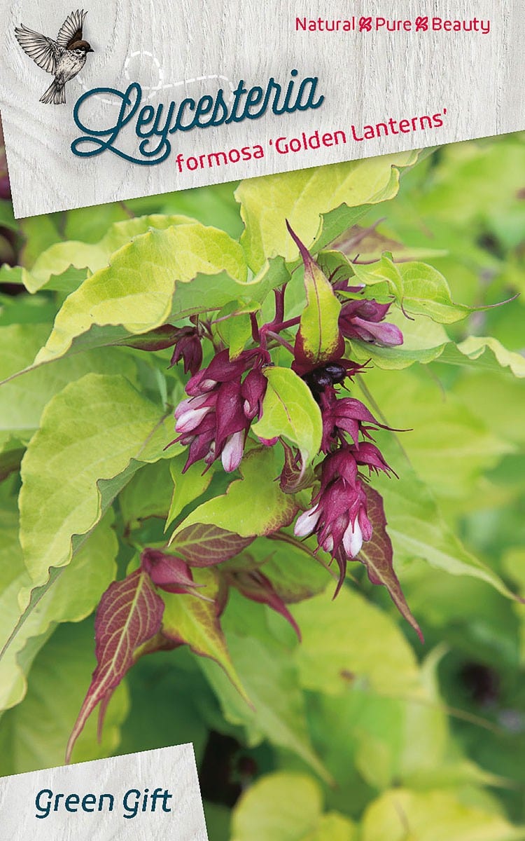 Leycesteria formosa 'Golden Lanterns'