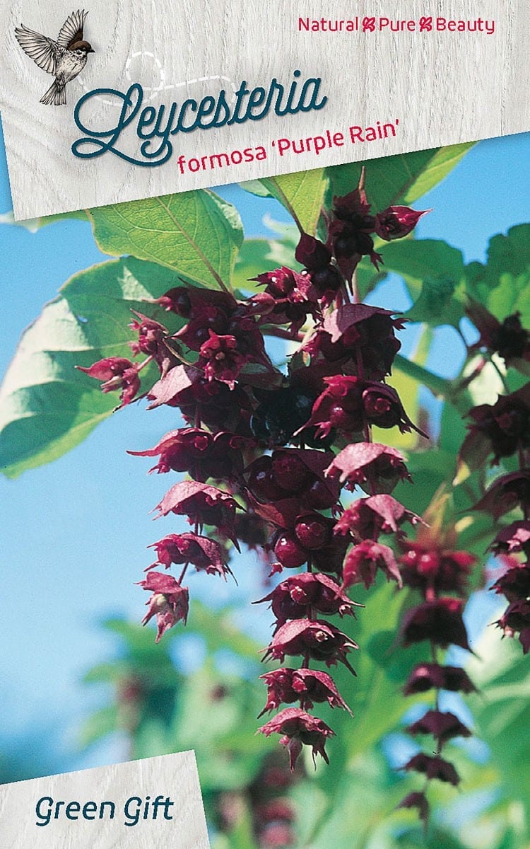 Leycesteria formosa 'Purple Rain'