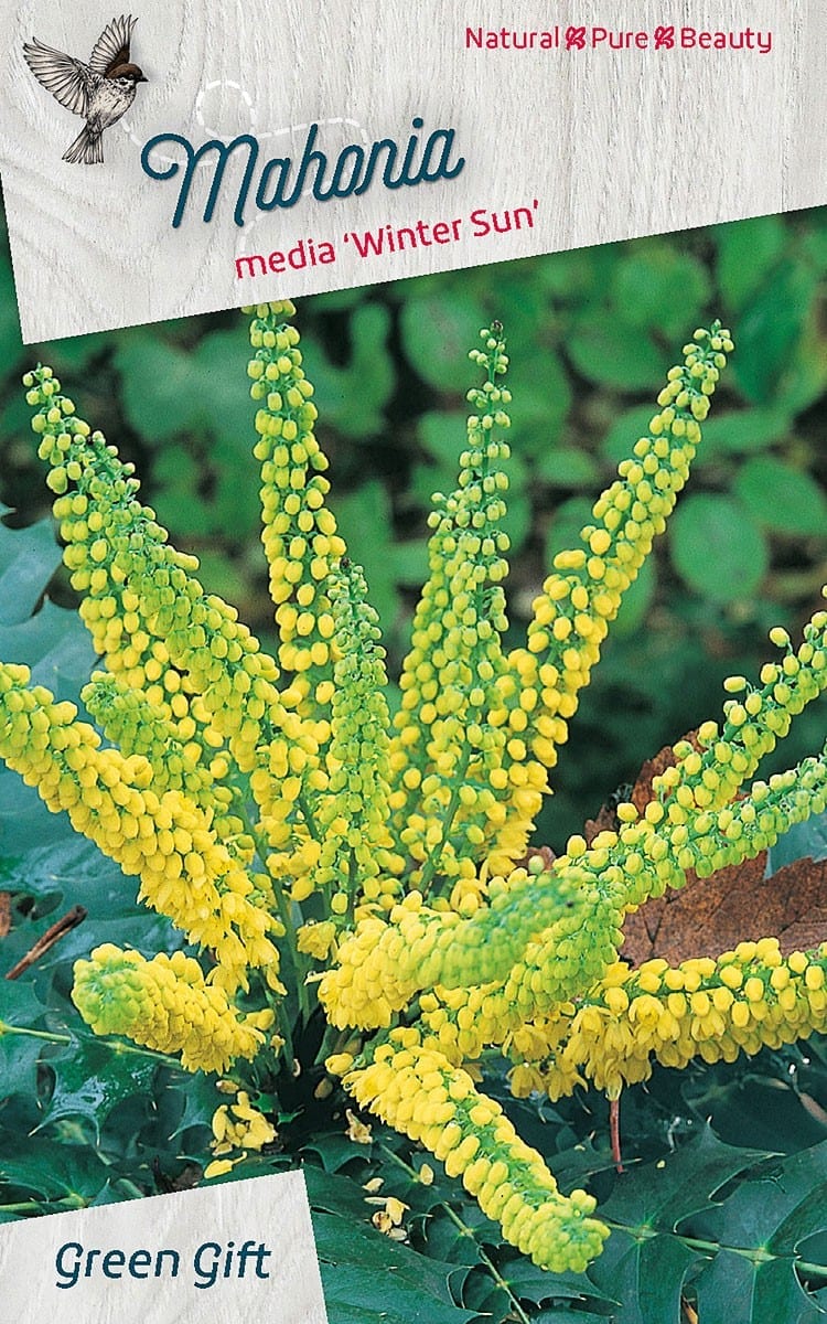 Mahonia media 'Winter Sun'