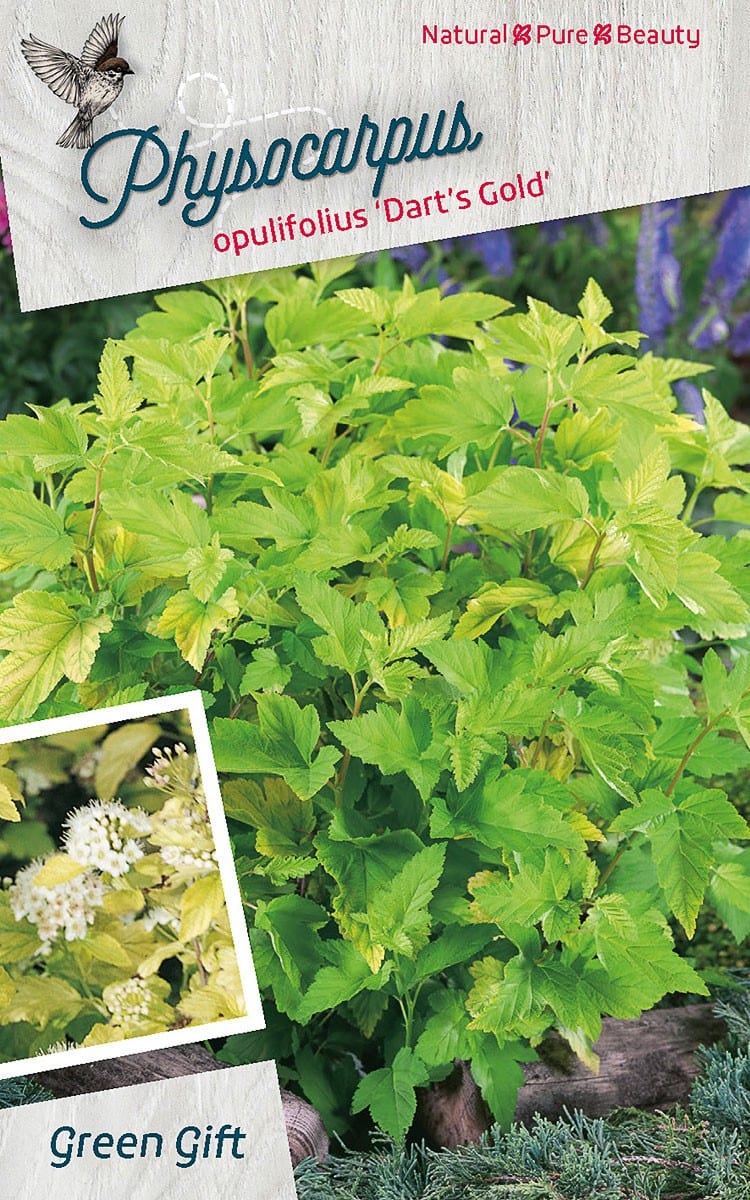 Physocarpus opulifolius 'Dart's Gold'