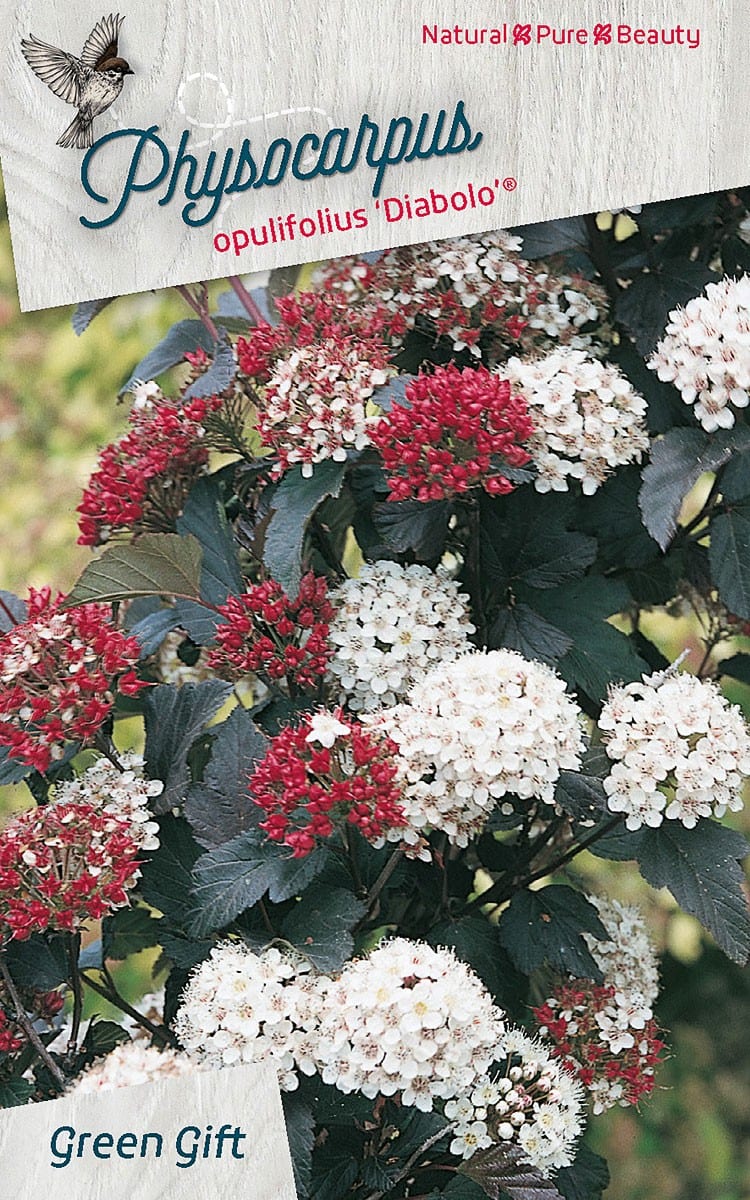 Physocarpus opulifolius 'Diabolo' ®